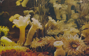 Postcard of Sea Anemones at the Seaside Aquarium in Seaside, Oregon.