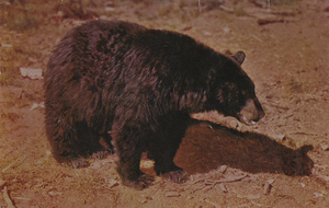Postcard of an American Black Bear | American Black Bear. A native to this area.