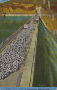 Postcard of sheep crossing the Grand Coulee Dam in Washington state. | Jod Hodgin, Eastern Washington wool grower, takes his sheep across the top of he Grand Coulee Dam for grazing in the forests of Northern Washington. Shown in the picture are 2,600 (count 'em) sheep. The distance across the top of the dam is 4,173 feet.
