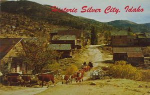 Postcard of a cattle being driven down a dirt road in Silver City, Idaho. | Silver City, Idaho. Cattle roam the streets of ghost town Silver City, which once was a busy mining town of 10,000.