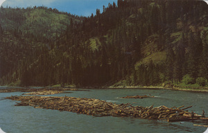 Postcard of a log drive on the north fork of the Clearwater River in Idaho. | Log Drive on the Northfork of the Clearwater River. This annual log drive is one of the last of the great river drives in North America. Millions of feet of logs are guided by the intrepid River Loggers down the rushing stream seventy miles to the Potlach Forests, Inc., mills at Lewiston, Idaho. Here loggers are working on typical high center log jam.