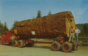 Postcard of a giant log on a log truck in Oregon. | Giant Fir Log. This 13,000 board feet specimen is typical of the giants still found in the virgin forests of Oregon and Washington. A lot of lumber in this one.