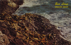 Postcard of sea lions sunning on the Oregon Coast near Florence, Oregon.  | Sea Lions sunning on shoreline at Sea Lion Caves, Oregon Coast.