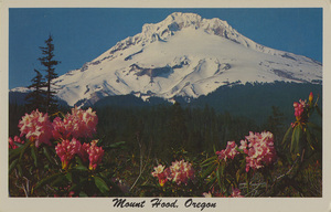 Postcard of Mount Hood with Rhododendrons in the foreground.  | Mt. Hood, Oregon. With the beautiful mountain Rhododendrons blooming in the foreground.