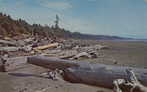 Postcard of driftwood on the coast of Oregon.  | Driftwood. The beaches of Washington and Oregon abound with driftwood which has been washed ashore during the spectacular winter storms - this provides many hours of recreation for the beachcomber and plenty of work for those who like to cut their own fireplace wood - come join the fun!