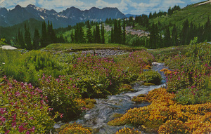 Postcard of a creek in Mount Rainier National Park in Washington State.  |  Mt. Rainier National Park, Washington State Wildflowers.  A few of the hundreds of species of wildflowers that abound in Paradise Valley.