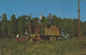 Postcard of men harvesting hops in Washington state. | Hop Harvesting - Central Washington, the Hop Capitol of the World. The long sunny days of summer result in the development of hops of a superior quality, which are in great demand by brewers throughout the country.