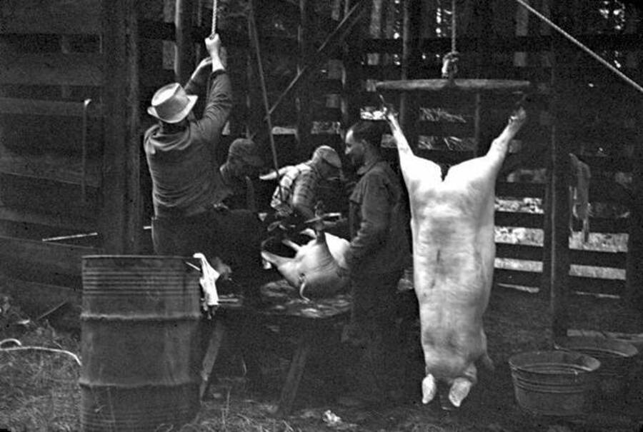 Four men shown slaughtering farm-raised pigs. Donated by Speed Weidner through Priest Lake Museum.