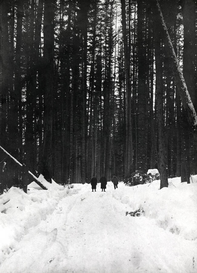Three men standing in the middle of a snow-covered road in the forest.