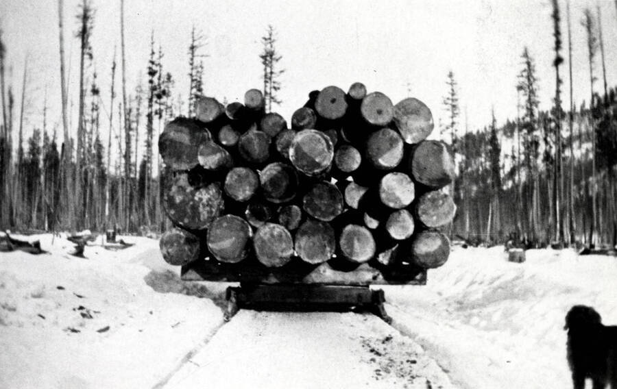 View of a load of logs on sled. A dog can be seen in the right corner of the image.