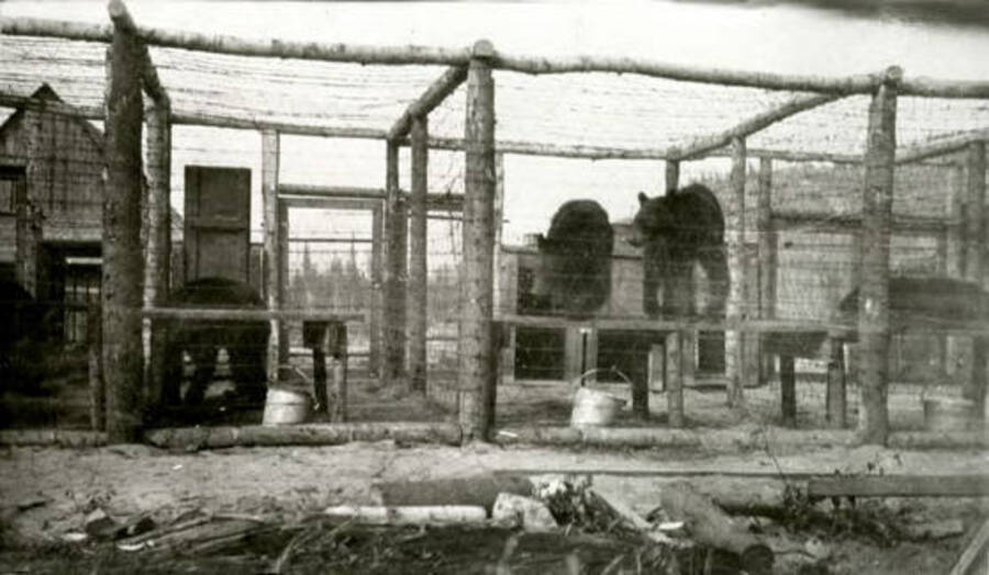 Nell Shipman's bears in cages. Donated by U of I Library through Priest Lake Museum.