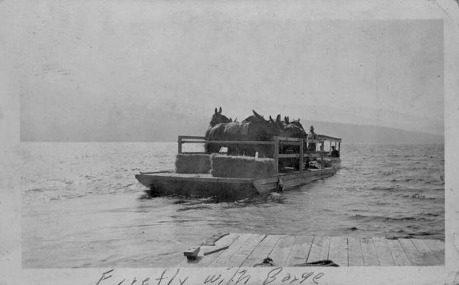Mules and horses loaded on the Firefly (launch) pushing barge. Donated by Fred Crosetto through Priest Lake Museum.