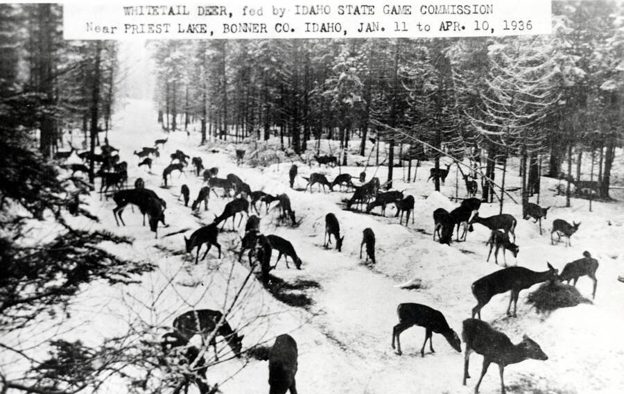 Whitetalied deer being fed by Idaho State Game Commission. Near Priest, Lake. Idaho.
