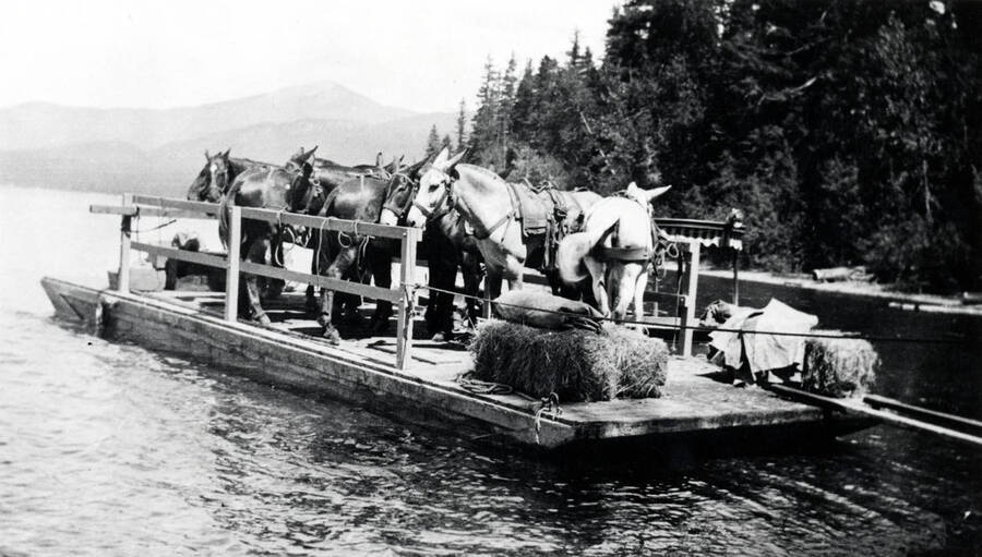 Pack mules and horses being transported on a barge.