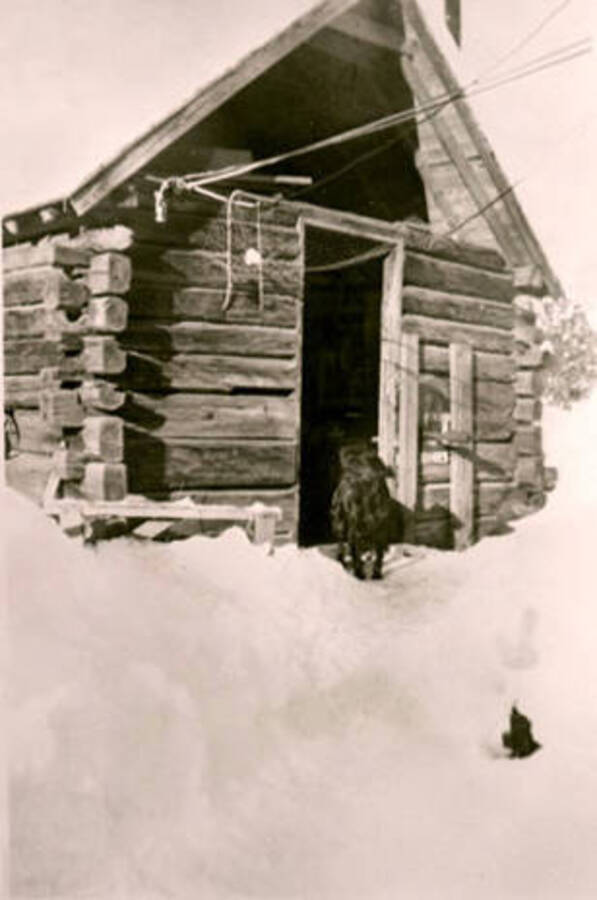 Exterior of the oldest cabin in Nordman, Idaho. Temp Kerr and Scotty Winslow lived in it. Nordman, Idaho. A dog can be seen standing by the front entrance. Donated by Dorothy Bruno through Priest Lake Museum.