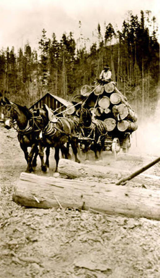 The Beardmore team pulling a wagon loaded with logs. Donated by Viv Beardmore through Priest Lake Museum.