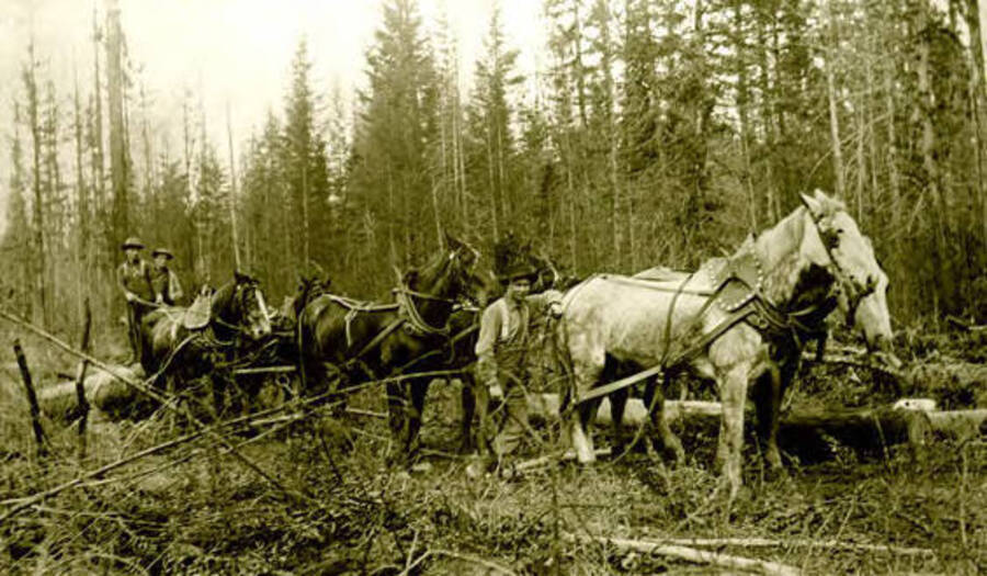 Three Beardmore teams pulling logs after a timber harvest. Donated by Viv Beardmore through Priest Lake Museum.