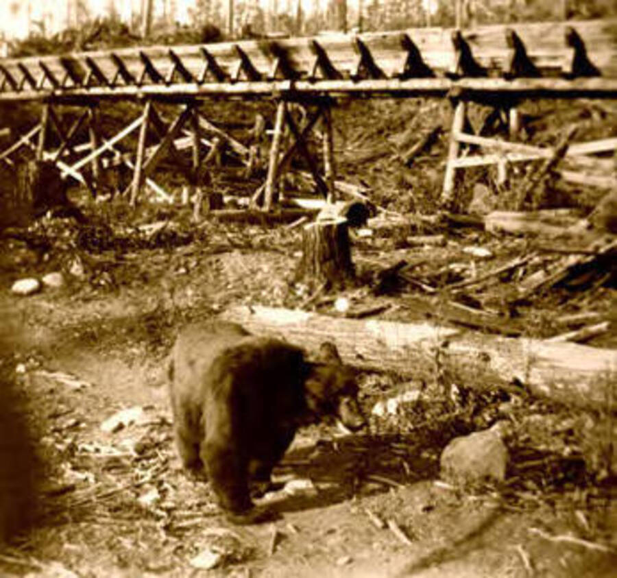 A black bear in front of a log flume. Donated by Viv Beardmore through Priest Lake Museum.