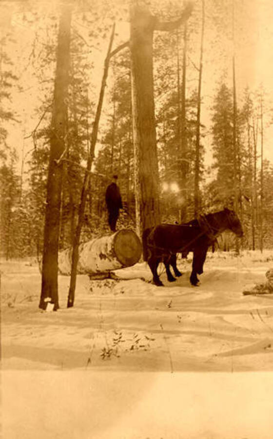 A horse team pulling a log through the snow. Donated by Viv Beardmore through Priest Lake Museum.