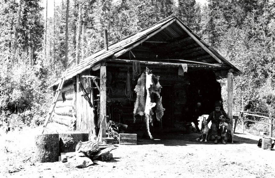 Pelts and traps hanging from porch of trapper's cabin. A man and two dogs in front. Donated by Harriet (Klein) Allen through Priest Lake Museum.