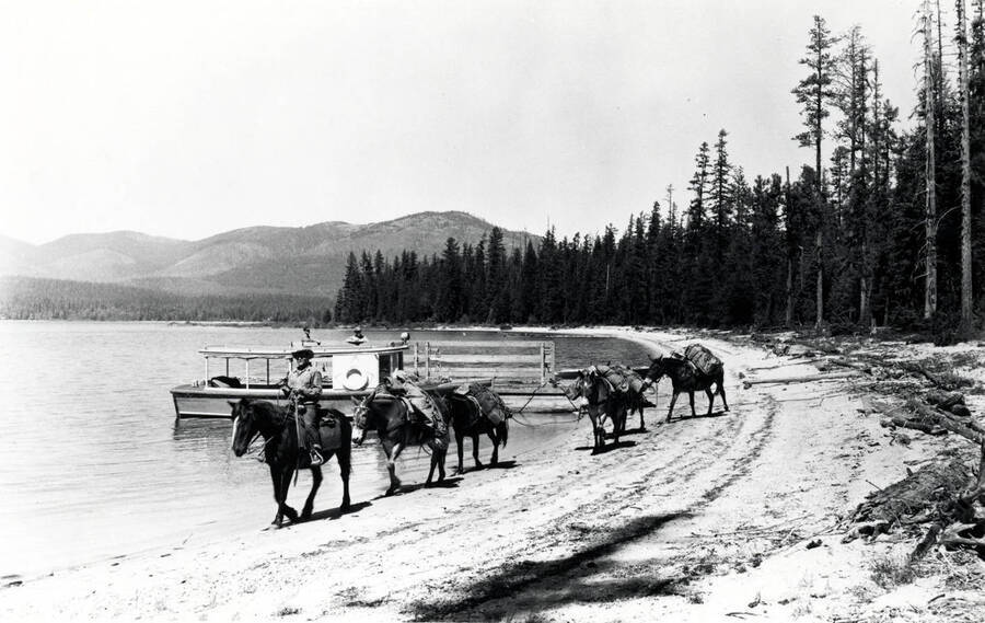 A pack train filing past a boat along the shore of Priest Lake, Idaho.