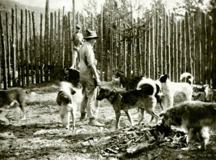 Nell Shipman's sled dogs in a stockade. Donated by U of I Library through Priest Lake Museum