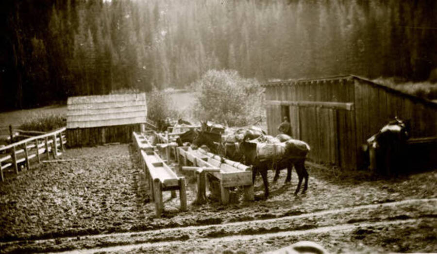 A pack string at the stables. Donated by U of I Library through Priest Lake Museum.