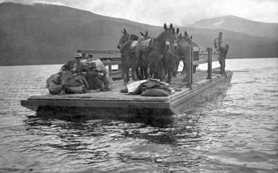 Mules on a barge with the Firefly launch. Donated by Ivan Painter through Priest Lake Museum.