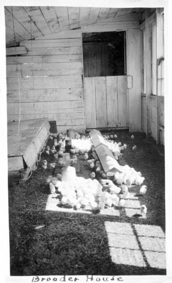 Interior view of a brooder house for chickens. Donated by Dewey Huot through Priest Lake Museum.