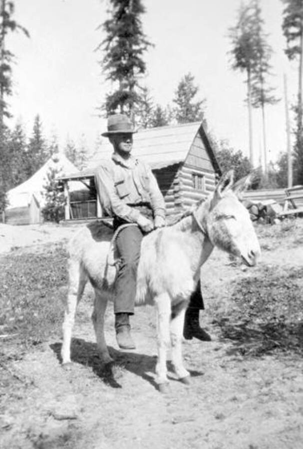 District ranger sitting on a mule. Donated by H. J. Deiner through Priest Lake Museum.