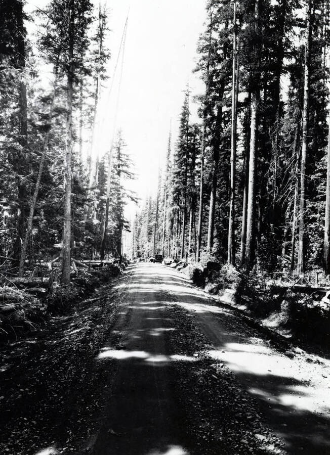 A dirt road through a heavily forested area. Cars can be seen in the distance. Jack Pine Flats, Coolin, Idaho. Donated by Marjorie (Paul) Roberts through Priest Lake Museum.