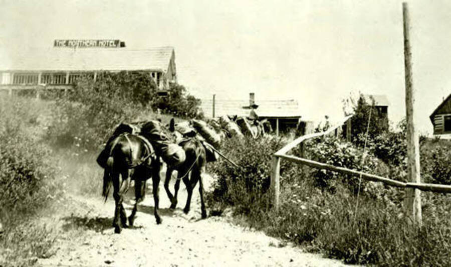 A pack train heading toward the Northern Hotel in Coolin, Idaho. Donated by Marjorie Paul Roberts via Priest Lake Museum.