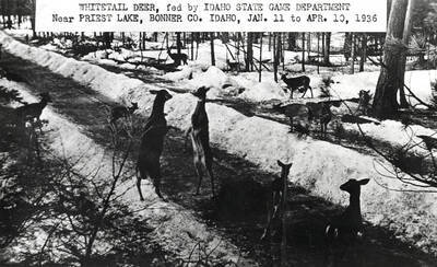 Deer being fed by the Idaho State Game Commission. Near Priest Lake, Idaho.