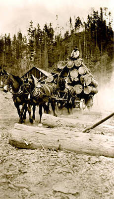 The Beardmore team pulling a wagon loaded with logs. Donated by Viv Beardmore through Priest Lake Museum.