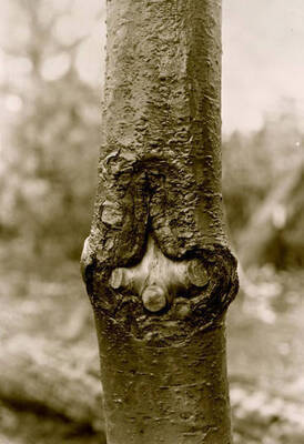Image of a young white pine tree with blister rust. Donated by Red Gasterneau through Priest Lake Museum.