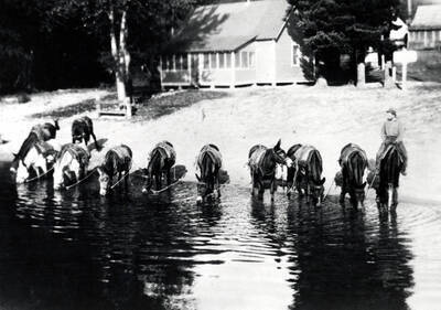 A pack train watering at Beaver Creek Ranger Station. Priest Lake, Idaho.