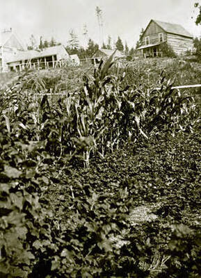 Warren garden with the Northern Hotel in upper left. Coolin, Idaho. Donated by William Warren through Priest Lake Museum.