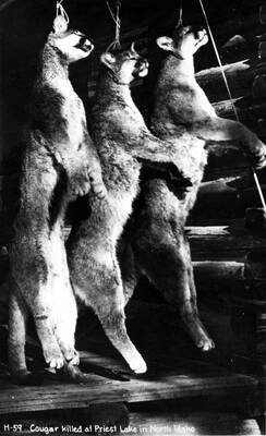 Three courgars killed at Priest Lake in North Idaho. Print of Ross Hall postcard.