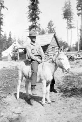 District ranger sitting on a mule. Donated by H. J. Deiner through Priest Lake Museum.
