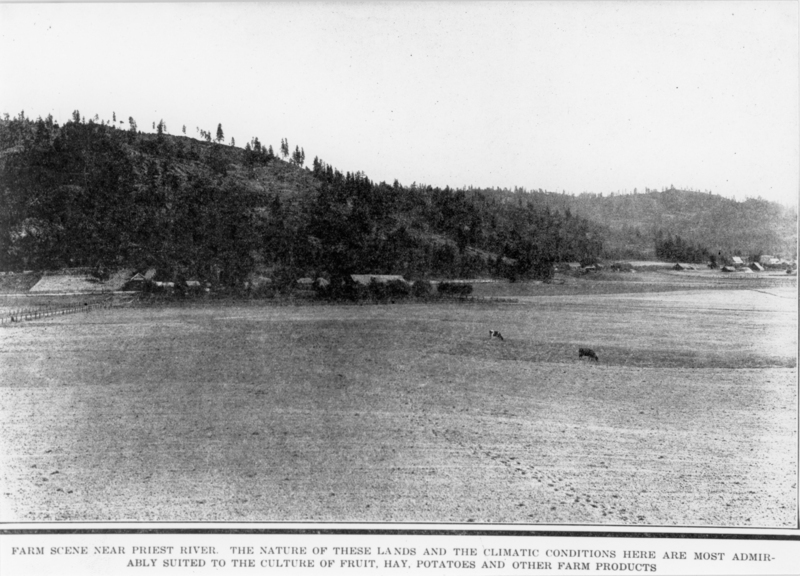 A wide-open farmland scene with two cows grazing in the foreground. There is a line of trees bordering the landscape, with buildings nestled among them in the middle distance. The ground appears flat and expansive. The text at the bottom of the image reads: "FARM SCENE NEAR PRIEST RIVER. THE NATURE OF THESE LANDS AND THE CLIMATIC CONDITIONS HERE ARE MOST ADMIRABLY SUITED TO THE CULTURE OF FRUIT, HAY, POTATOES AND OTHER FARM PRODUCTS."