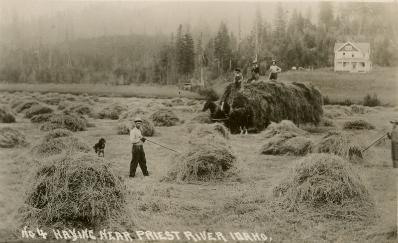 Several people are working in a field with haystacks. One person stands with a rake, accompanied by a dog. A hay cart pulled by horses is in the background, with individuals standing on top of the hay. A house is visible further back, surrounded by trees. Text near the bottom left reads: "No 4 HAYING NEAR PRIEST RIVER IDAHO."