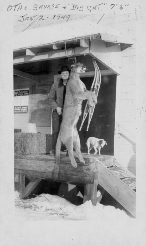 A person wearing a hat and coat stands on a wooden platform, holding up a large animal, possibly a cat, by the front legs. Snow is on the ground. A small dog is near the platform. There is a sign and some stacked hay bales in the background. The handwritten text near the top of the image reads: “OTHO SAVAGE & ‘BIG CAT’ 7’3” JAN 2 - 1949”.