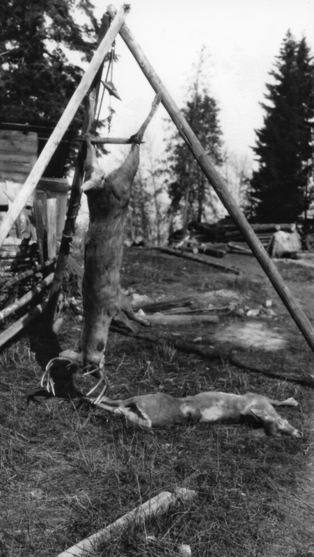 An animal carcass hanging from a wooden tripod structure in an outdoor setting, with another animal carcass lying on the ground nearby. Trees and logs are visible in the background.