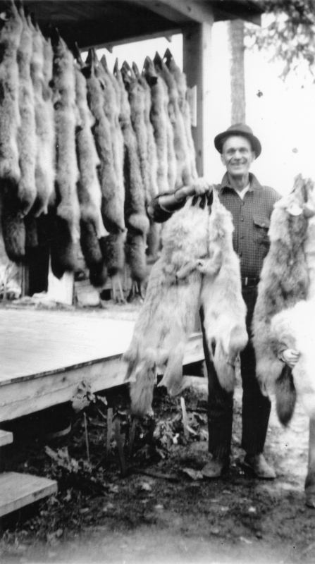 A man wearing a hat and checked shirt is standing on a wooden platform, holding several animal pelts. Behind him, additional pelts are hanging in rows from a structure. The ground below the platform is covered with leaves.
