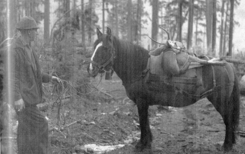 A person standing in a forest holding the reins of a horse. The horse is carrying a pack with antlers secured on top.