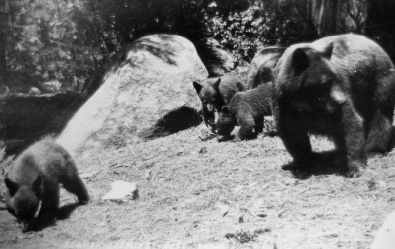 A group of bears, including a mother and her cubs, exploring a natural setting with rocks and vegetation.