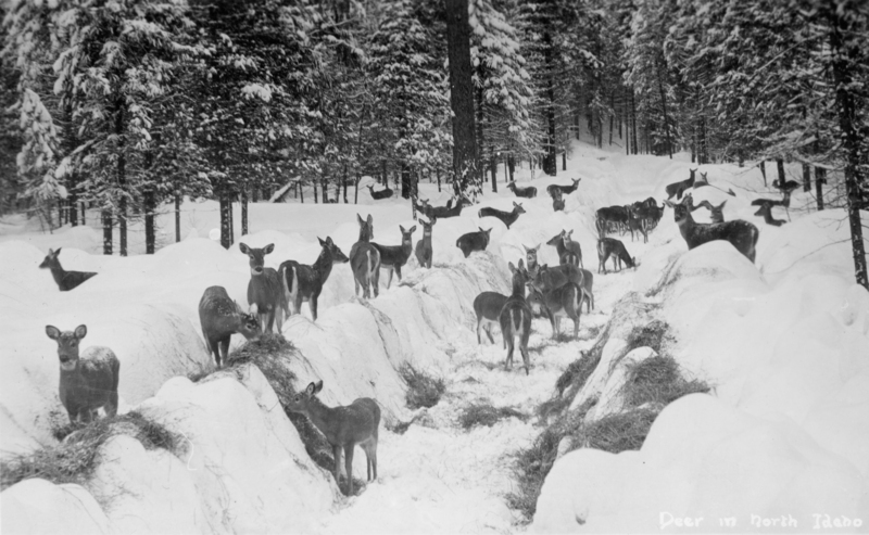 A group of deer standing and walking along a snow-covered path in a forest. The trees are also covered in snow, and hay is visible on the path. Text near the bottom right reads "Deer in North Idaho".