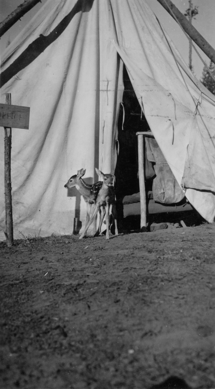 Two fawns standing in front of the entrance to a tent, with a sign on a post nearby. A sign near the top left reads: "OFFICE". Further text is partially visible underneath.