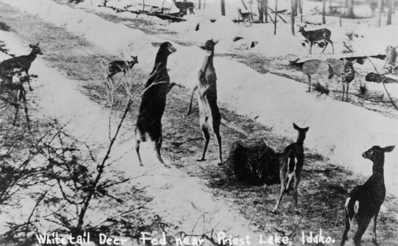 A group of deer stands on a snow-covered pathway. Two of the deer are standing on their hind legs facing each other. Trees and more snow can be seen in the background. The text at the bottom of the image reads: "Whitetail Deer Fed Near Priest Lake, Idaho."