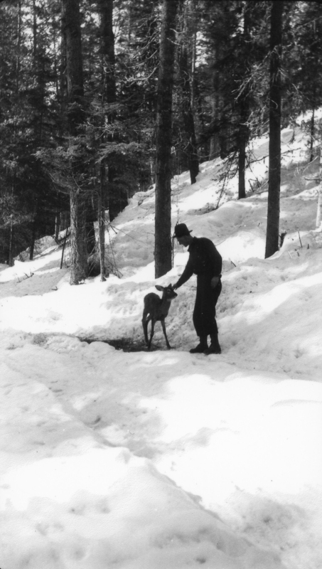 A person wearing a hat and coat stands in a snowy forest, reaching out to a small deer. Tall trees surround them.